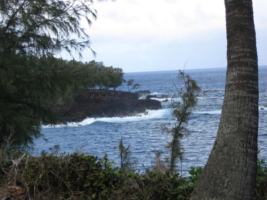 Coconut Palms Vacation Rental Near Lava Fields And Beaches Kehena Zewnętrze zdjęcie
